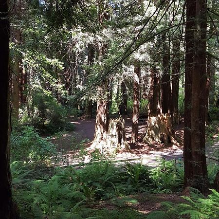 Emerald Forest Cabins Trinidad Quarto foto