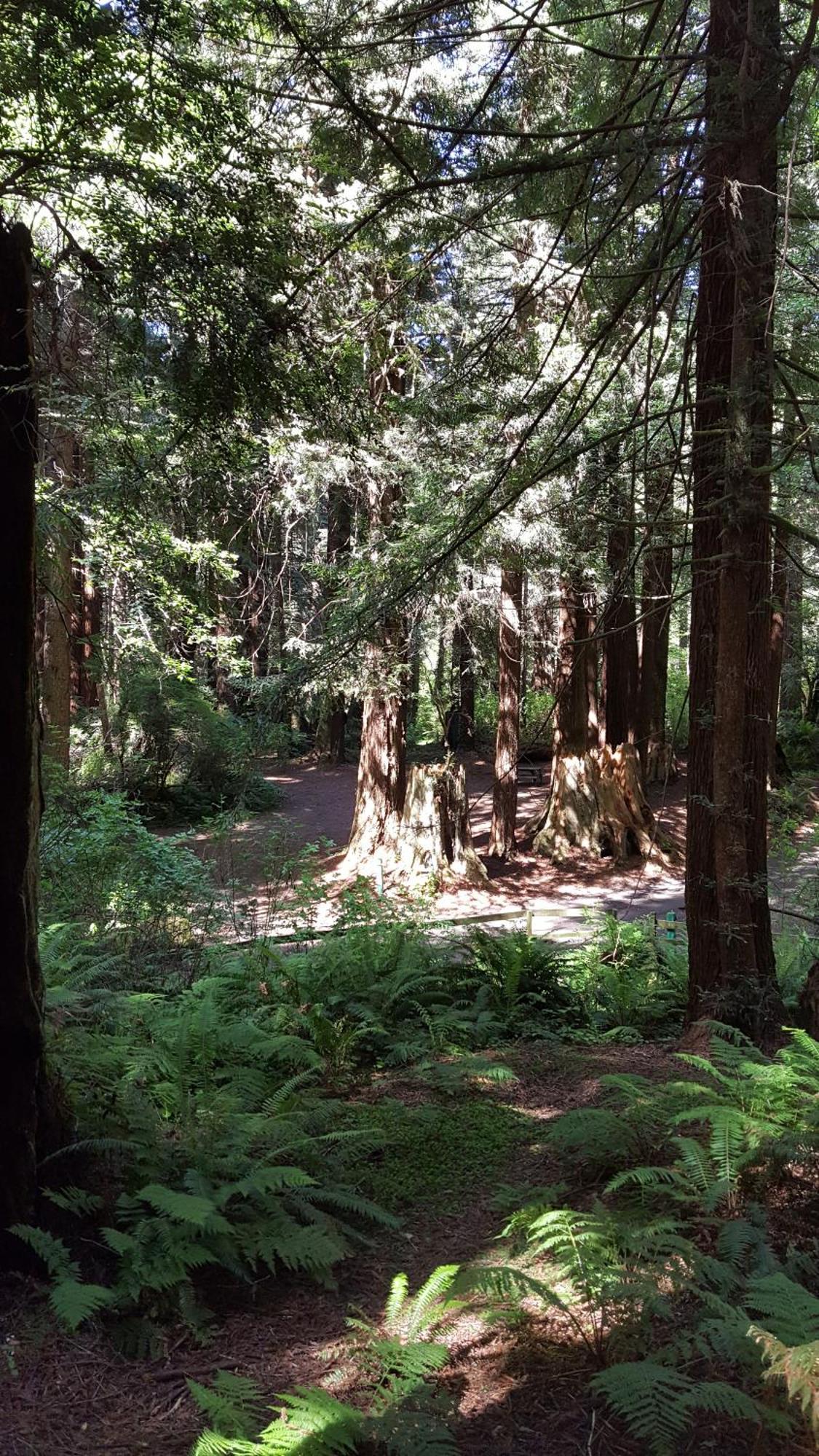 Emerald Forest Cabins Trinidad Quarto foto