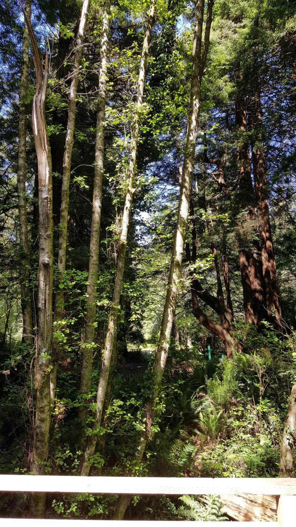 Emerald Forest Cabins Trinidad Quarto foto